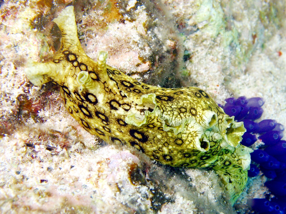 Aplysia dactylomela